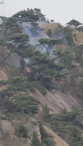 (사진제공=산림청)