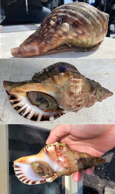 나팔고둥 모습.(제공=낙동강유역환경청)