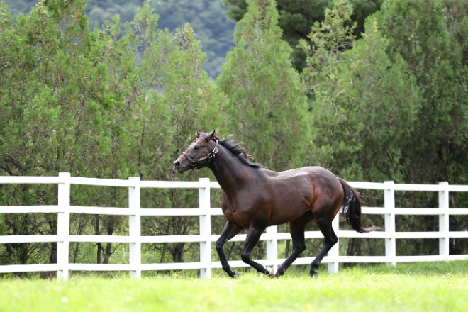 한국마사회, 국내 승용마 생산 농가 대상 번식지원 사업 추진
