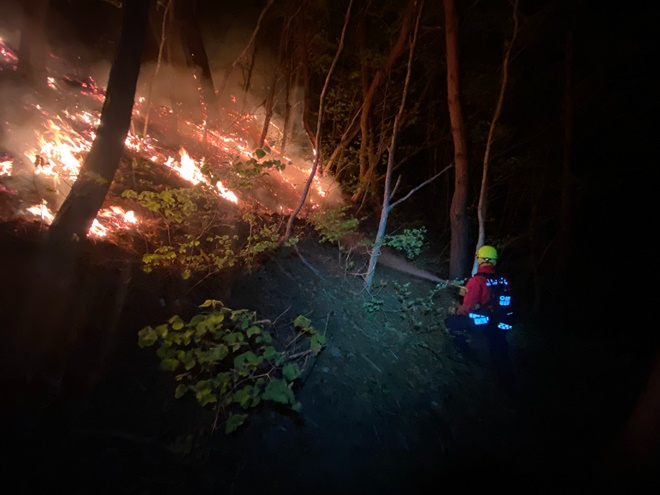 (사진제공=산림청)