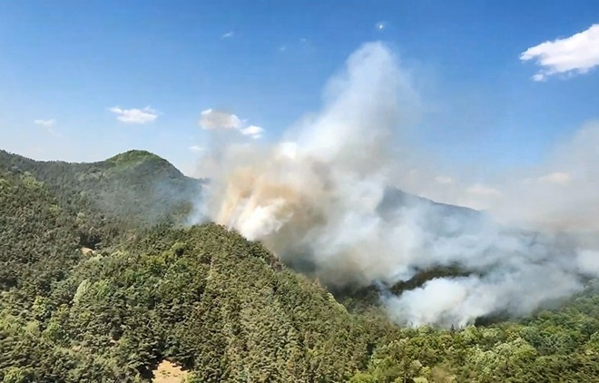 (사진제공=산림청)