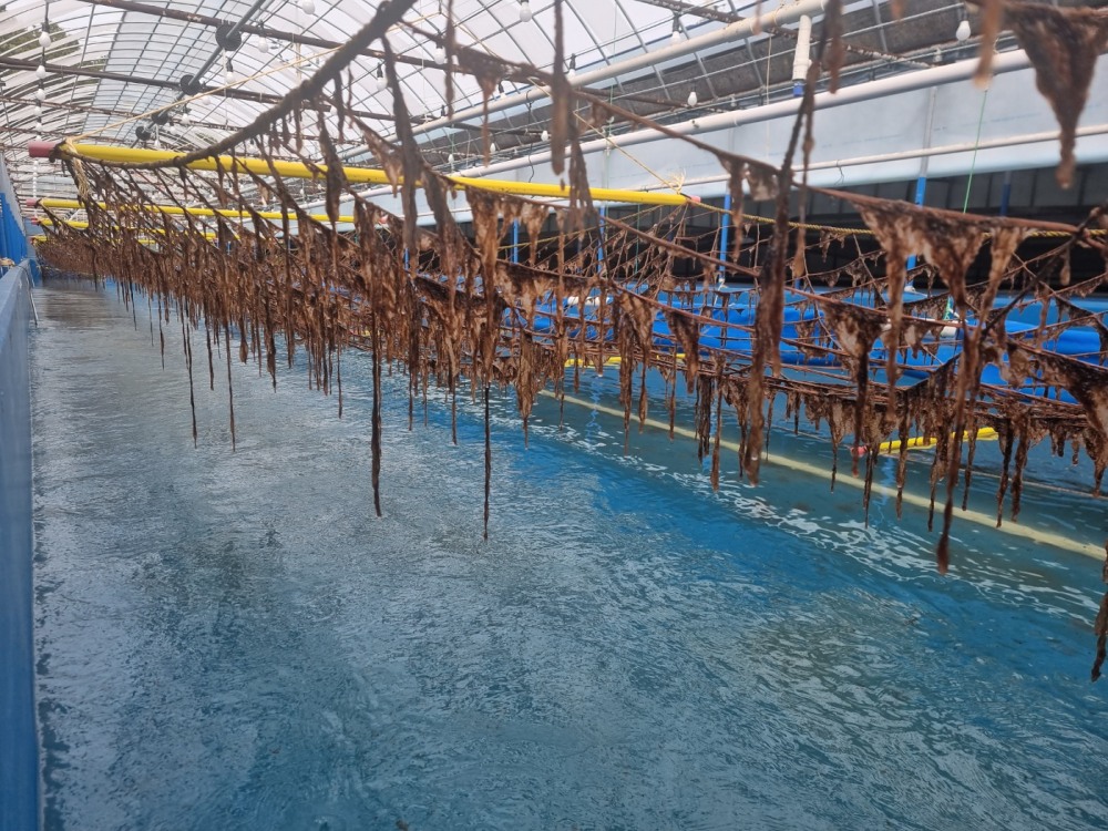 대상㈜, 해수부 ‘김 육상양식’ 기술개발 국책과제 선정