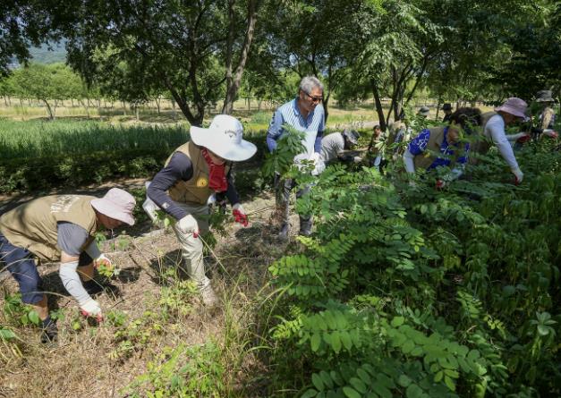 2024년 생태계 교란 식물 제거의 날 행사
