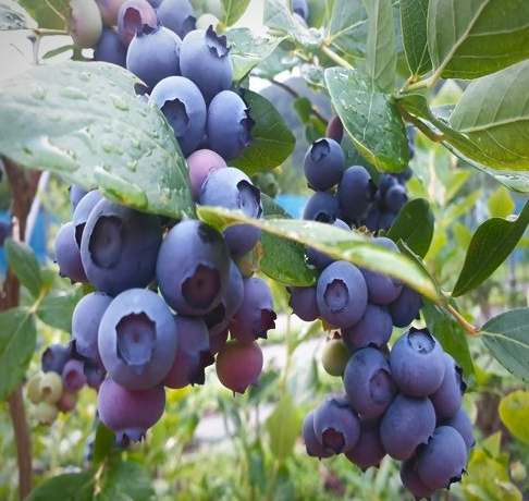 홈앤쇼핑, 정선 명품 유기농 블루베리 방송