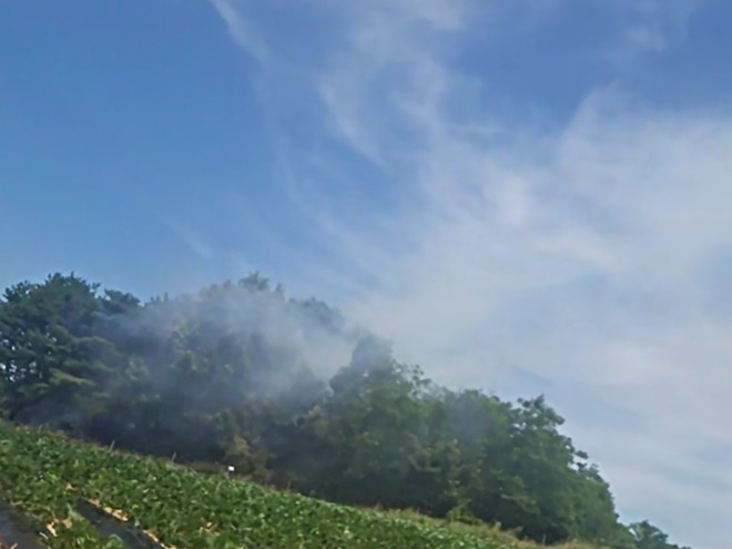 (사진제공=산림청)