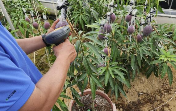 애플망고 당도측정