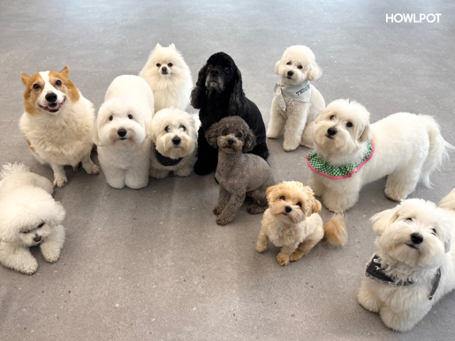여름철 펫팸족의 반려견 돌봄 해법…’반려견 유치원’이 뜬다