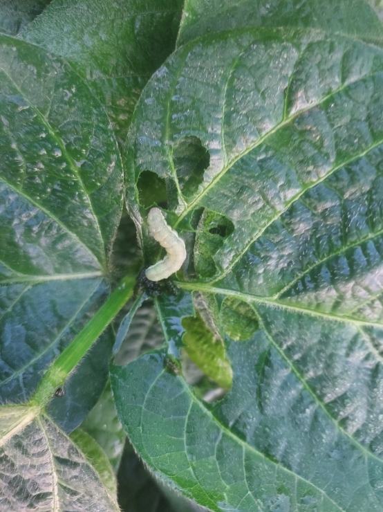 여름철 나방류 피해 우려에 따른 병해충 사전방제