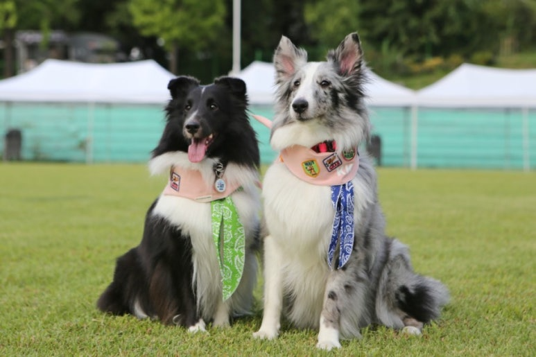 휘닉스파크, 개장 30주년 맞아 ‘펫스티벌’ 진행