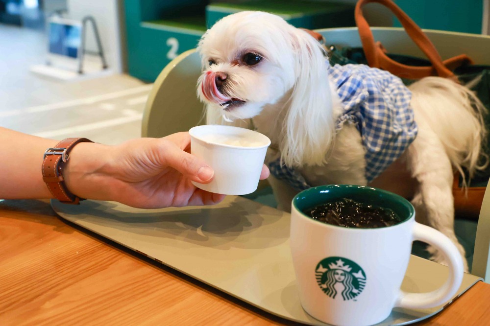 스타벅스 펫 프렌들리 매장 누적 방문객 수 200만 명 돌파