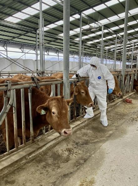 보은군, 소‧염소 4만8000여 마리 구제역 일제접종 실시