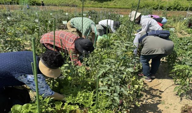도시농업 기반의 치유농업 프로그램 ‘금천기억텃밭’