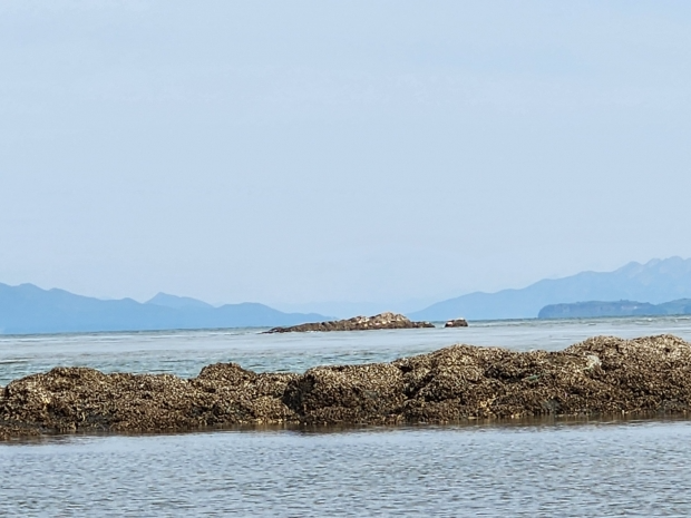 가운데 물범이 서식하는 장면이 포착됐다. 그너머는 북녁의 장산곶이다.
