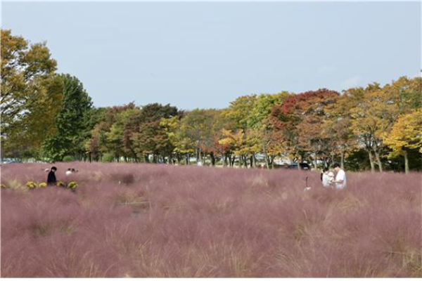 절정을 맞은 핑크뮬리 속에서 시민들이 여유로운 시간을 보내고 있다.(사진=국민체육진흥공단)