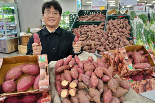 롯데마트, 국산 품종 ‘호풍미 고구마’로 겨울 간식 공략