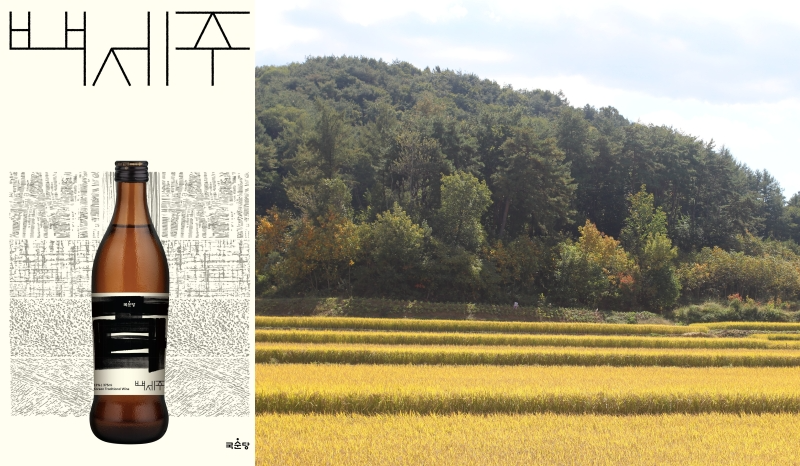 국순당, 백세주 양조전용쌀 ‘설갱미’ 2025년 햅쌀 수매 시작