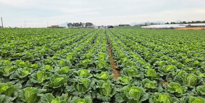 aT, 김장철 배추 가격 안정 위해 2000톤 가을배추 수매