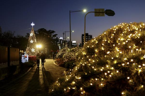 방학사계광장을 밝히고 있는 크리스마스 트리