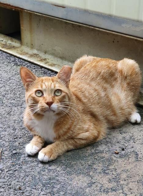 아산시 길고양이 중성화 수술 완료 사진