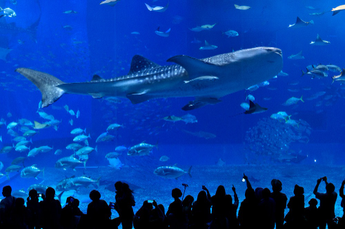 모두투어, 오키나와 기획전 출시