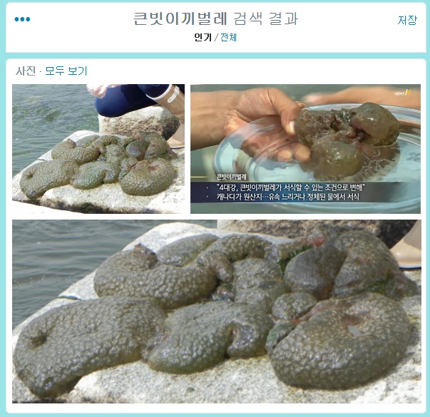 ▲트위터에서큰빗이끼벌레검색한결과
