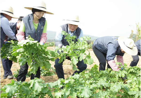김현웅 법무부장관이 19일 오전 경기도 수원시에 있는 수원준법지원센터 가족사랑농장인 칠드런 퍼스트(Children First)를 방문하여 농작물을 수확하고 있다.(사진=법무부)