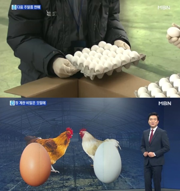 미국산 계란 100t 국내 도착/사진= MBN 방송 캡처