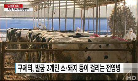 구제역 엄습, 해외에서도 인체유해설 오래전 폐기