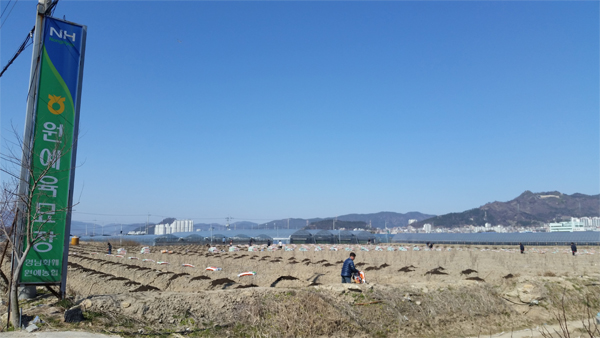 부산준법지원센터, 사회봉사대상자 투입해 농촌 일손 돕기