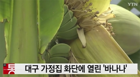 대구바나나, '이러다 지역 명물될 조짐?...온대기후 휘청'
