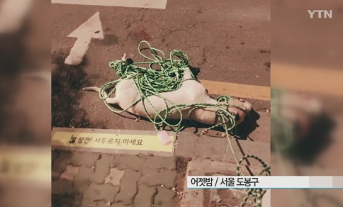 도고아르젠티노, 길가던 이 마구 물은 개...주인은 입건