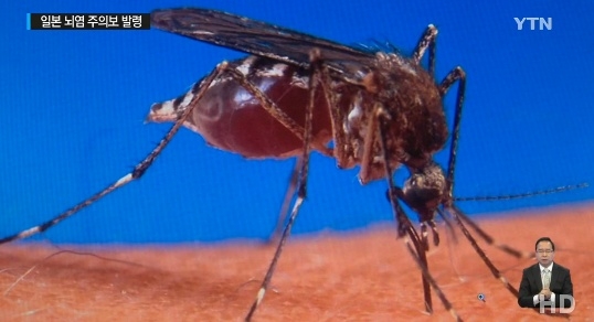 전국에 일본뇌염 경보, 95%는 무증상...어느 정도로 위험하길래?