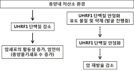 ▲종양 내 저산소 환경에서 UHRF1 단백질이 암세포 활동성에 관여