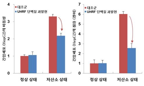 ▲UHRF1단백질을 과발현시켜보니 간암세포의 이동성과 전이가 억제됨