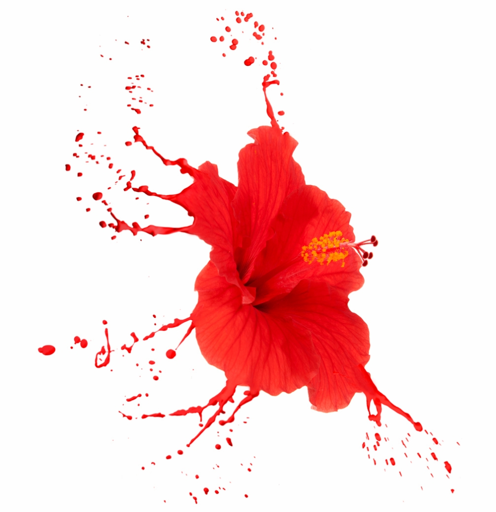 다이어트 종결자 히비스커스, 알고 구입해야 후회 없다?