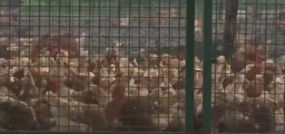 이를 어찌할꼬...살충제계란, 남의 나라 일이 아니었다...'먹거리 달걀 후폭풍'