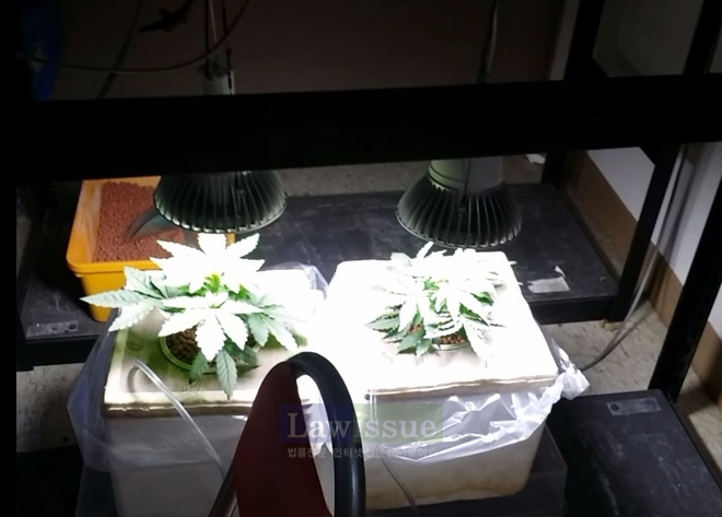 대마를 수경재배하고 있다.