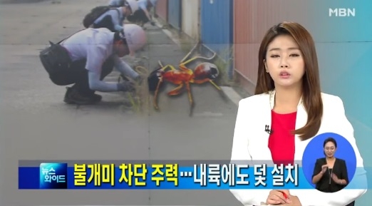 외래 붉은불개미, 도대체 어디서 나왔을꼬...현재 진행 상황 보니