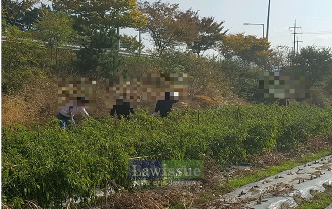 사회봉사대상자들이 고추농가 일손돕기에 나서고 있다.