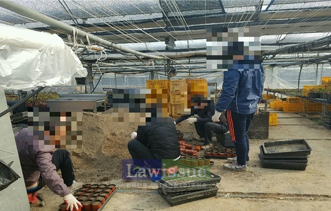 사회봉사대상자들이 농가 일손을 돕고 있다.(사진=울산준법지원센터)