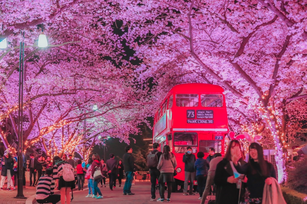 이랜드 이월드, 벚꽃축제 3월24일 개최