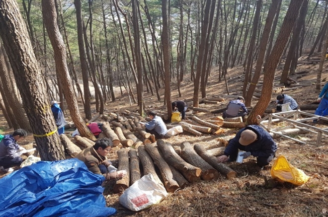 표고버섯 종균넣기 활동을 벌이고 있다.(사진=통영준법지원센터)