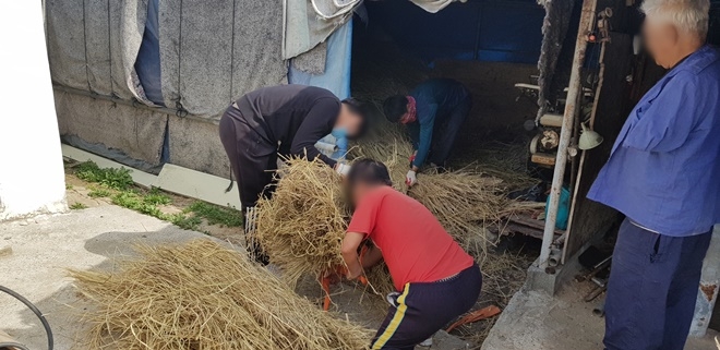 장애인 농가서 사회봉사를 하고 있다.(사진제공=경주준법지원센터)