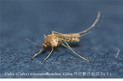 일본 뇌염 빨간집 모기.2017.06.09.(사진=경남도 제공)