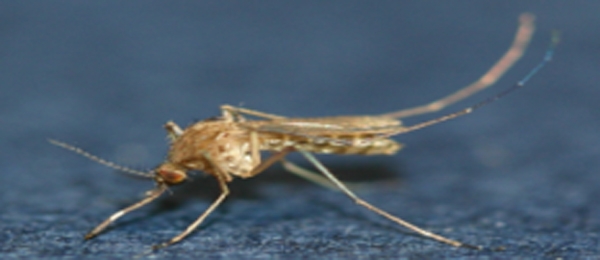 일본뇌염 주의보 매게모기