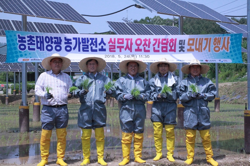 한국수력원자력 24일 경기도 가평군 청평수력발전소 주변농지에 위치한 농가참여형 태양광발전소에서 작년에 이어 두 번째 모내기를 했다. (사진=한국수력원자력)