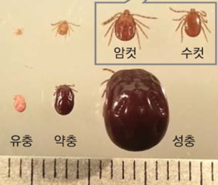 사망자가 발생한 야생진드기 자료화면 / 국립환경과학원