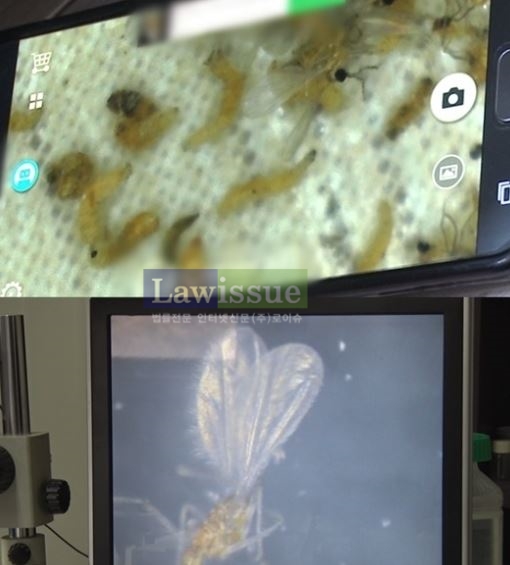 제보자들 벌레아파트, 어쩌다가 혹파리로 이런 일이....이를 어찌할꼬