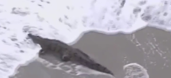 (출처 : 와이티엔 자료화면)