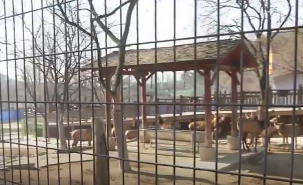 대전동물원서 퓨마 탈출, 뜻하지 않은 상황...간담 서늘한 소식